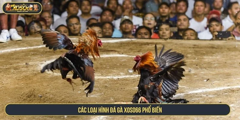Chi tiết về các loại hình cá cược đá gà XOSO66