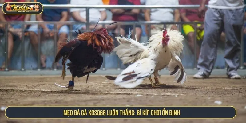 Mẹo đá gà XOSO66 luôn thắng: Bí kíp chơi ổn định