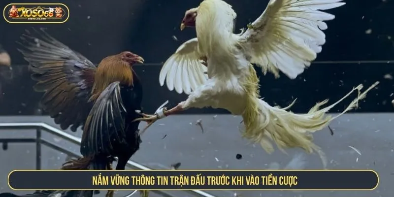 Nắm vững thông tin trận đấu trước khi vào tiền cược