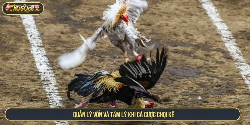 Quản lý vốn và tâm lý khi cá cược chọi kê