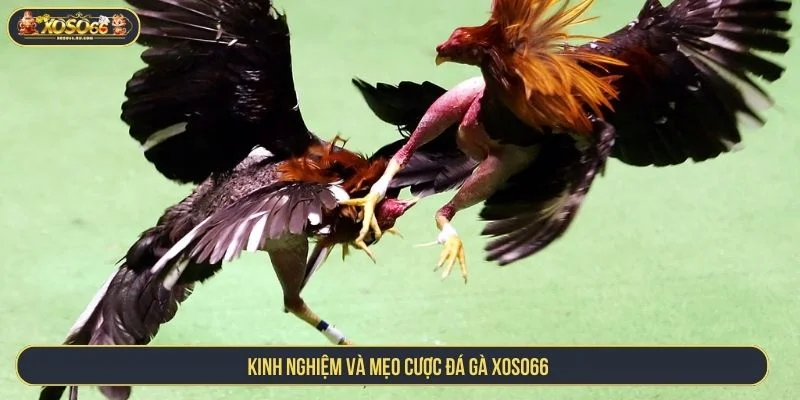 Tham khảo kinh nghiệm cược đá gà
