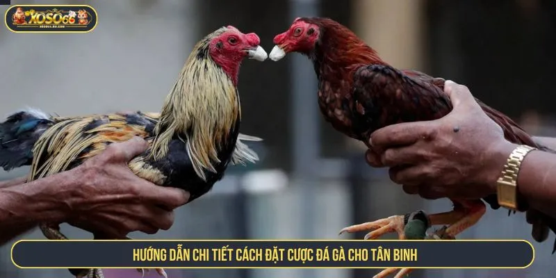 Cách Đặt Cược Đá Gà Chuẩn Và Hướng Dẫn Chi Tiết Cho Người Mới Hướng dẫn chi tiết cách đặt cược đá gà cho tân binh